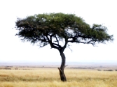 Acacia Tree